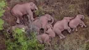 Herd of Migrating Elephants Takes a Nap