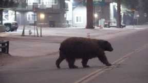 Bears Wander Freely Through Evacuated Town