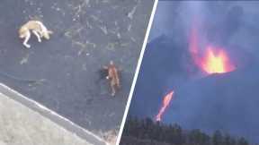 Drones Drop Food to Dogs Trapped by Erupting Volcano