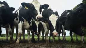 Seaweed May Save the World From Cow Farts