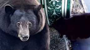 500-Pound Bear ‘Hank the Tank’ Has Broken Into 28 Homes