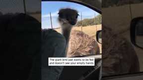Ostrich Bites Man Who Pretends to Have Food #Shorts