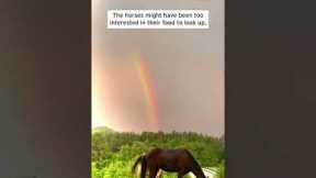 Horses Graze on Grass Under Beautiful Rainbow #shorts
