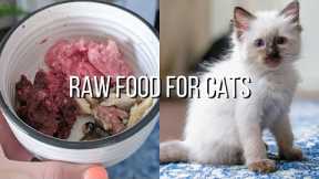 The RAW FOOD DIET I Am Feeding My Kitten