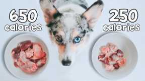 Raw Food Meal Sizing For Dogs Explained