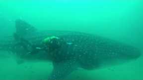 Massive Whale Shark Gets Trapped in Tuna Net