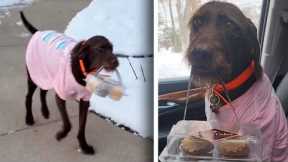 How Tess Became a Bakery Delivery Dog