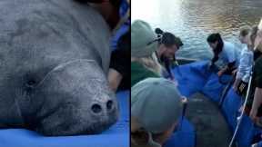 12 Rehabbed Manatees Released Into the Wild