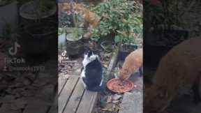 Family of Foxes Afraid of Cat #Shorts