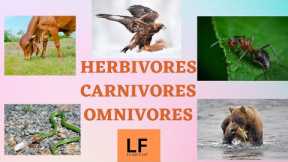 Herbivores, Carnivores, Omnivores | Types of Animals | Eating habits of animals