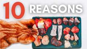 10 Reasons Why Your Cat Should Eat Raw Food