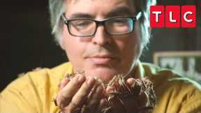 This Man Loves To Eat Bugs! | My Crazy Obsession | TLC