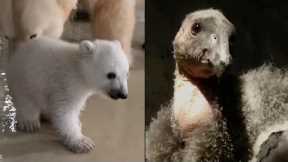 New Babies! Rare Baby Polar Bear and Condors Born