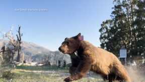 Orphaned Bears Return to the Wild