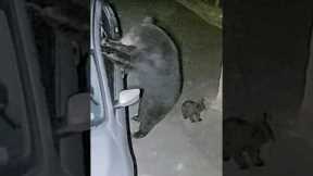 Tennessee Bear Smashes Window to Break Into Car #shorts