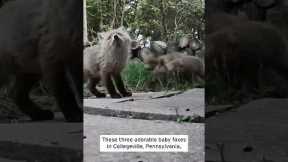 Baby Foxes Adorably Fight Over Food #shorts