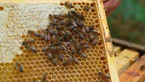 Honeybee Hives Have 2nd Highest Death Rate on Record: Study
