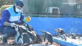 Rehabilitated Penguins Released to the Wild