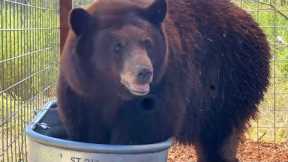 Bear Known as ‘Hank the Tank’ Sent to Animal Sanctuary
