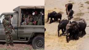 Rangers Protect Elephants Traveling in Search of Food