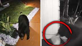 Hungry Black Bear Steals Family’s Taco Bell Delivery Order