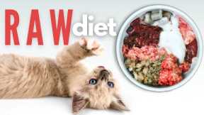 How To Start Your Kitten On A Raw Diet - The Ultimate Guide
