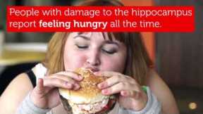 Five Ways Junk Food Changes the Brain | RMIT University