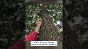 Animal Rescuer Catches Kitten Falling From Tree #shorts